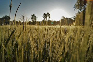 Fototapeta premium Gerstenfeld bei Sonnenaufgang