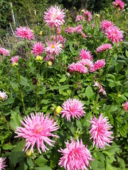 Obraz premium Flores rosa