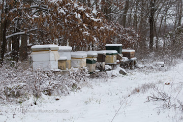 Bees wintering in the hive