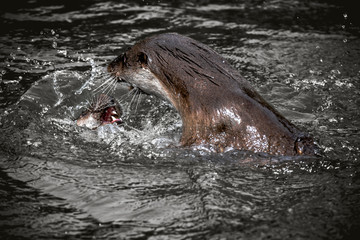 Fototapeta premium Fischotter Kampf 