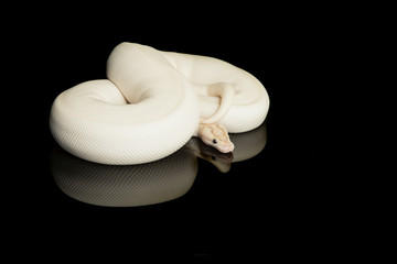 Pretty white king python snake curled up on a black background with reflection