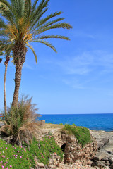 Seascape with palm tree.