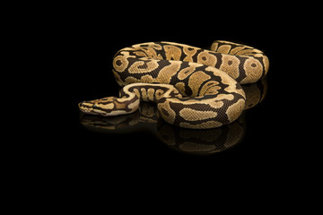 Pretty king python snake on a black background with reflection