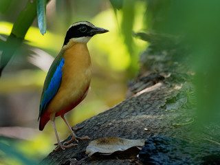 Blue-winged Pitta - Pitta moluccensis  passerine bird in the family Pittidae native to Australia and Southeast Asia