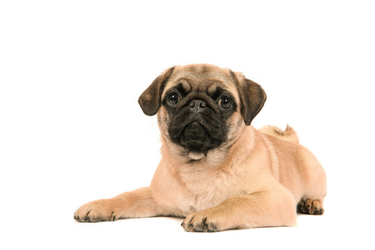 Cute young pug dog lying on the floor looking at the camera on a white background