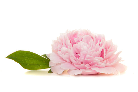 Single blooming pink peony flowers lying on a white background