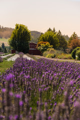 lavender field 