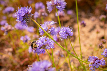 Purple flowers and a tiny bumble bee