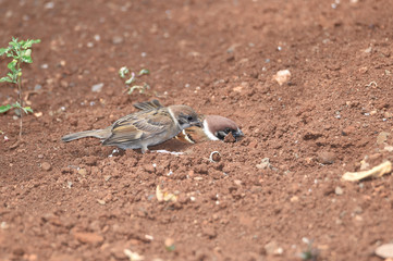 The sparrow is brown-gray