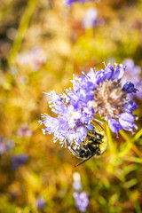 Purple flowers and a tiny bumble bee