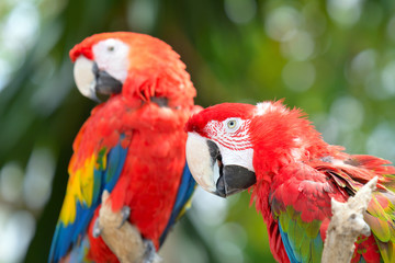 Fototapeta na wymiar Red ara parrot, colorful macaw - birds sitting on the branch.