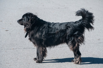 Newfoundland female black dog closeup in sunny day