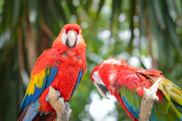 Red ara parrot, colorful macaw - birds sitting on the branch.