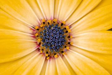 Bright yellow flower close-up with pollen inside