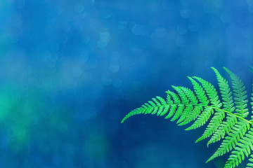 Bright green macro fern leaf on a beautiful blue natural background. Blurred gentle soft background...