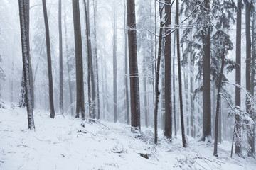 Snowy trees in winter season mountain woodland.