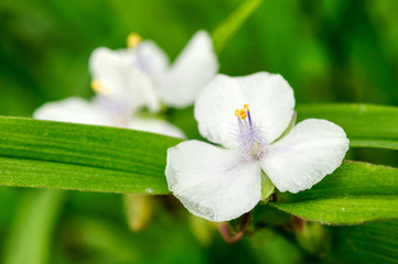 Obraz premium Bright white tradescantia flower in the garden.