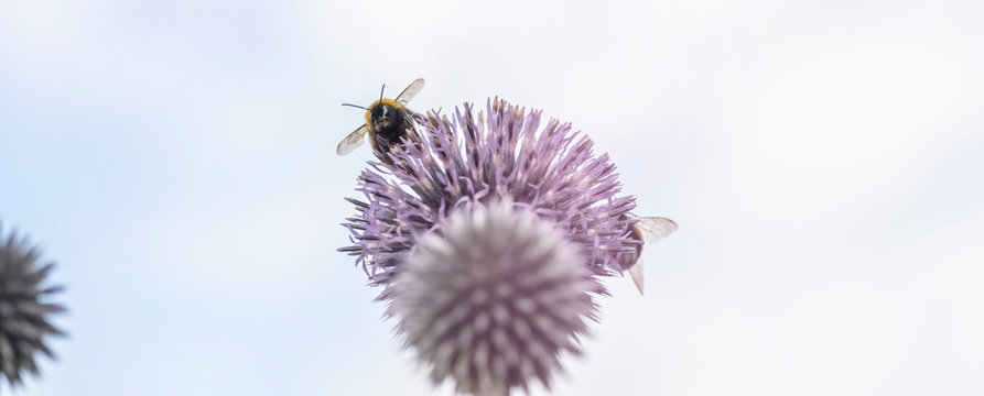Distel Hummel summen fleissig Naturschutz