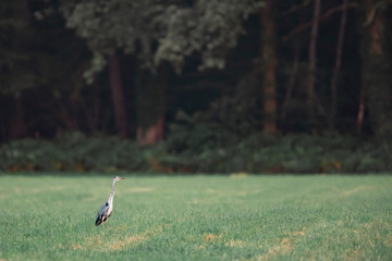 Obraz na płótnie Canvas Grey heron in meadow near forest.