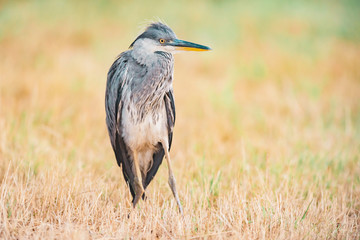 Grey heron standing in meadow with dry yellow grass.