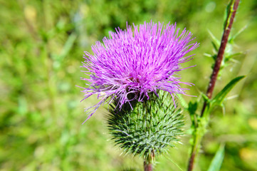 Purple burdock flower in summer garden, close up.