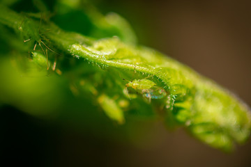 Tiny Green Insects on Plants