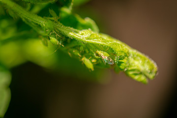 Tiny Green Insects on Plants