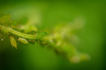 Tiny Green Insects on Plants