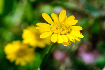 Yellow flowers chamomile dye in the garden, anthemis tinctoria.