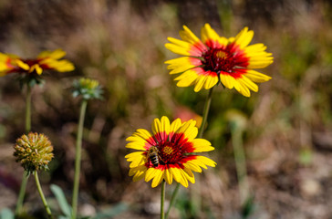 Bee on camomile flower