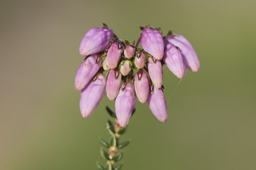 Erica andevalenis type of wild heather endemic to the Odiel river basin in Huelva with beautiful...