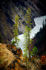 Obrazy na Szkle  Zamknij się veiw dwóch sosen z rzeką Yellowstne w tle w Parku Narodowym Yellowstone, Wyoming, USA.