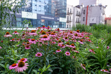 View of the High Line in Manhattan Summer