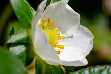 closeup of white flower