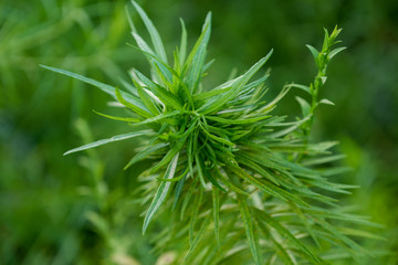 View of the High Line in Manhattan Summer