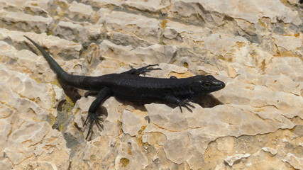 Black Lizard