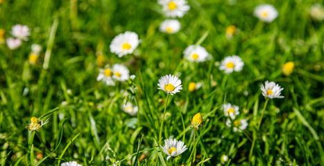 Obraz na płótnie Canvas Closeup view of a daisy blossom, green spring field background