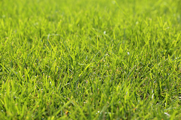 Green grass in sunlight, selective focus. Summer nature background, sunny meadow texture, mowed lawn