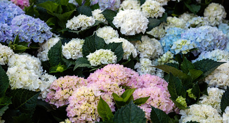Hydrangea flowers for sale in an open air market, Rotterdam Netherlands