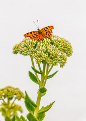 Comma butterfly on a green plant against a white garden wall.