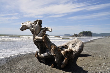 wood on beach