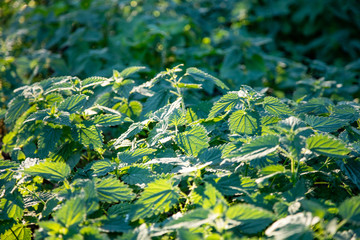 Fototapeta na wymiar Closeup view of a nettle leaves green spring field background