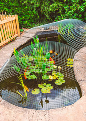 Koi carp fish pond in a garden or yard with a metal framework cover as protection against herons. There are lilies and water plants and koi carp in the pond.