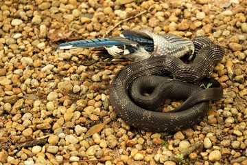 A black rat snake (Pantherophis obsoletus) is swallowing a bad luck Blue Jay bird (Cyanocitta cristata)  slowly in the mouth on the pebbles ground in the garden, Summer in Georgia USA.
