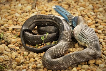 A black rat snake (Pantherophis obsoletus) is swallowing a bad luck Blue Jay bird (Cyanocitta cristata)  slowly in the mouth on the pebbles ground in the garden, Summer in Georgia USA.