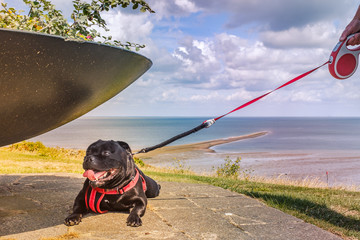 Happy Staffordshire Bull Terrier dog on an extendable lead and wearing a harness, finds some shade under a flower pot in Whitstable. There is a view of the beach and a sand bank behind him.