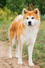 Beautiful male Japanese dog Akita inu