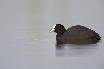 An adult Eurasian coot Fulica atra swimming and foraging in a lake in the Netherlands.Swimming ,and seen from a low angle.