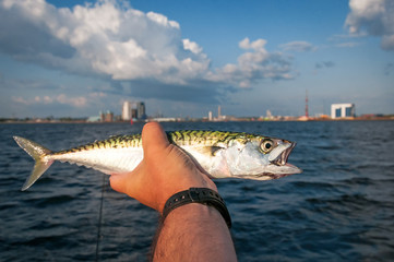 Summar sea fishing trophy - mackerell