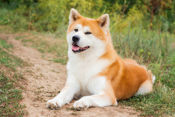 Beautiful male Japanese dog Akita inu